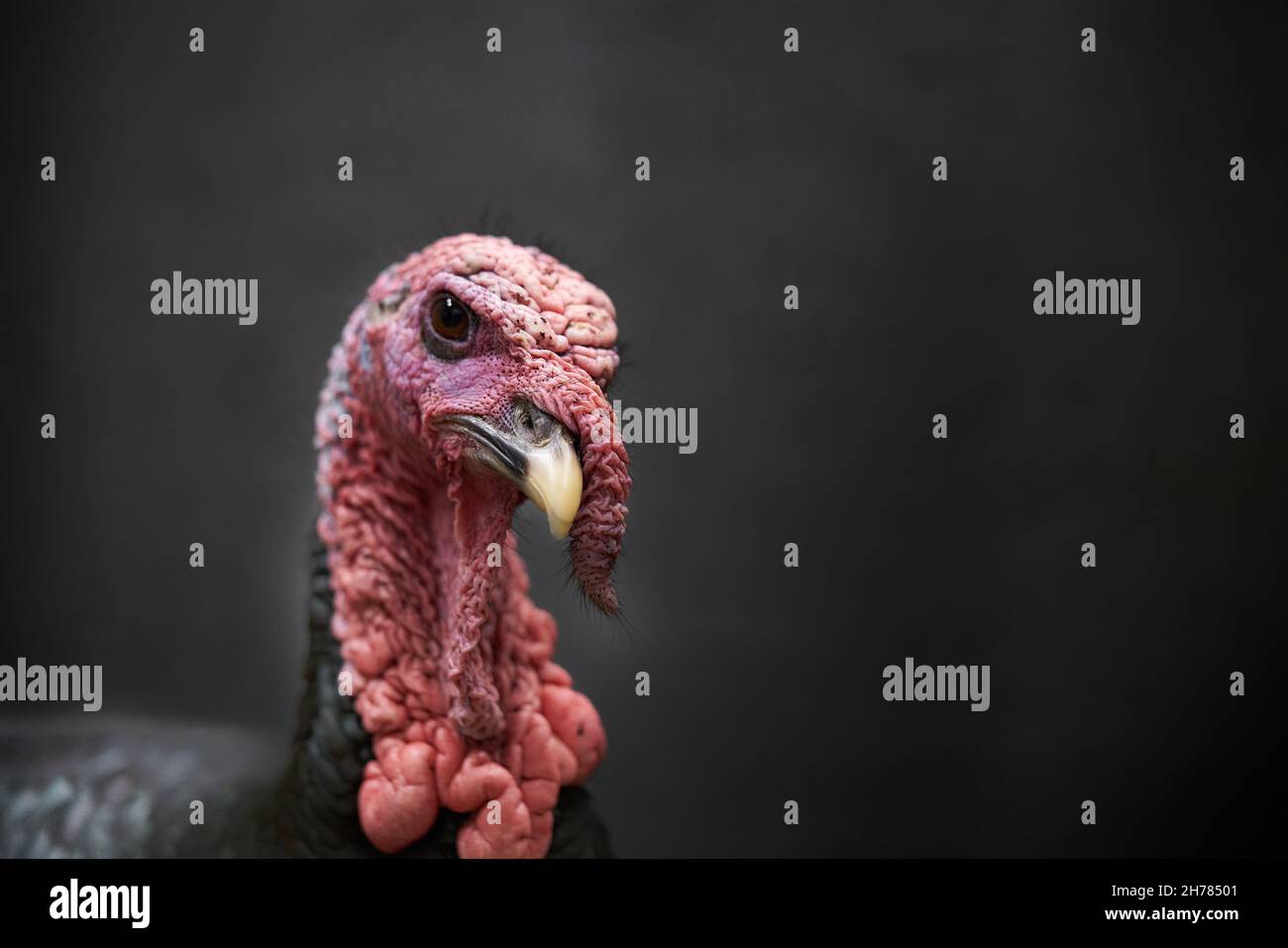 Eastern Wild Turkey; scharfes, detailliertes Nahaufnahme-Porträt eines Tom. Stockfoto