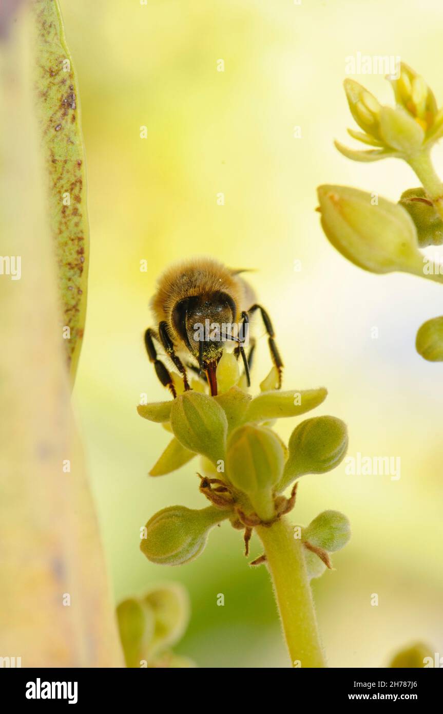 Honigbiene sammelt Nektar aus Blüten in eine Avocado-Plantage. Fotografiert in Israel im März Stockfoto