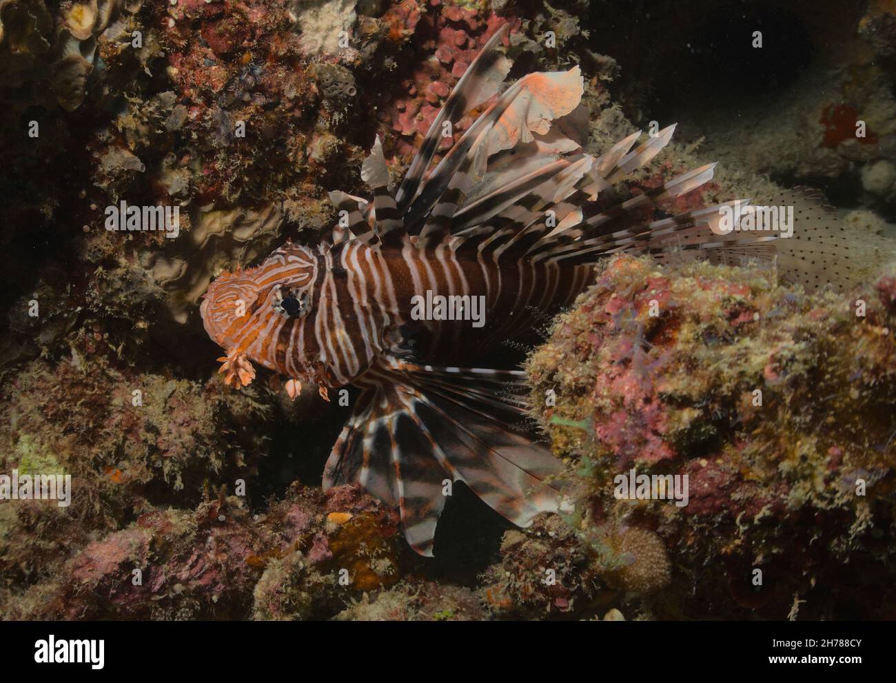 Gewöhnlicher Löwenfisch zwischen Spalten im Korallenriff im watamu Marine Park, kenia Stockfoto