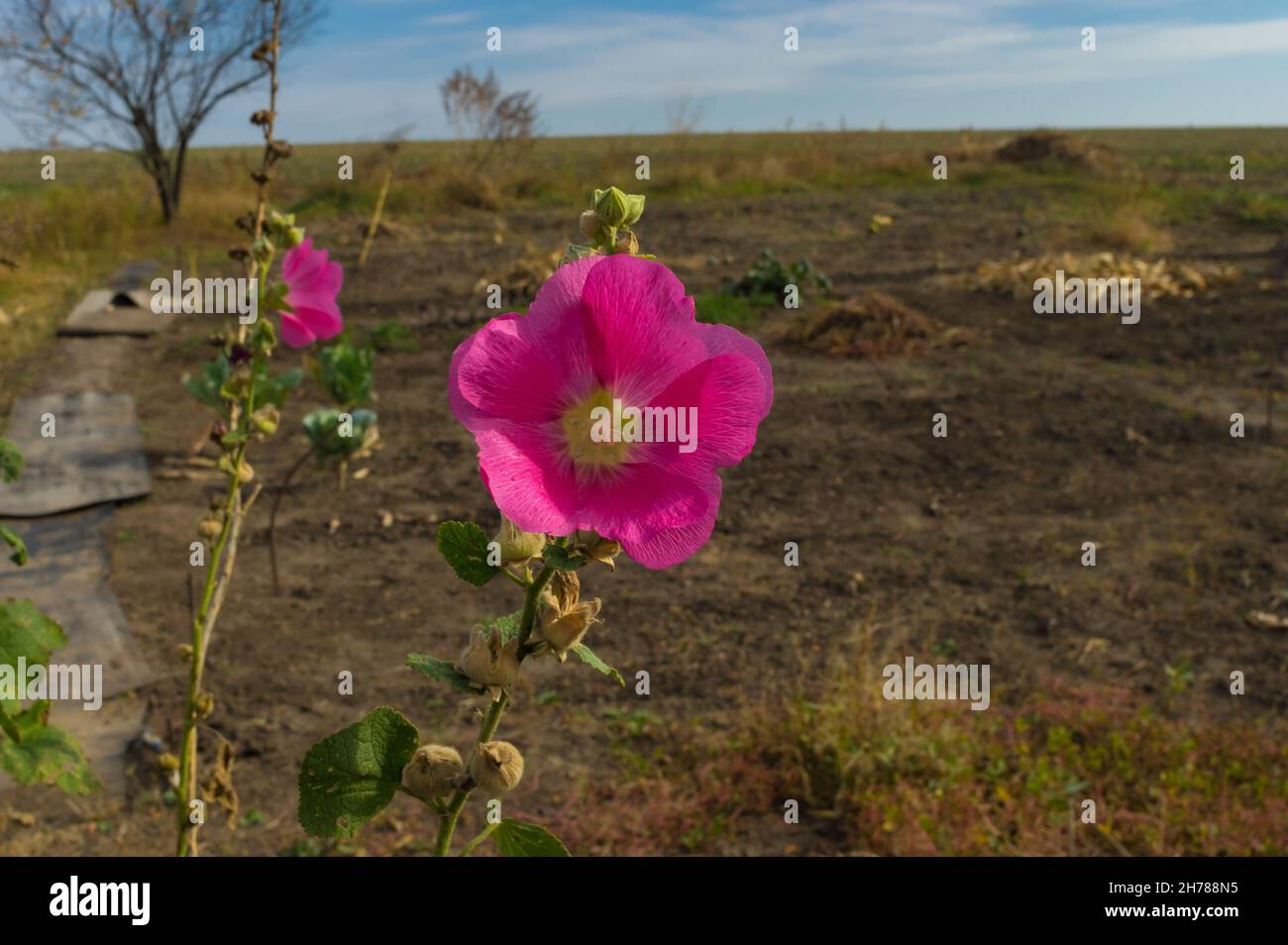 Schönes Portrait der malva Blume, die in der Herbstsaison am Rand des Gemüsegartens in der Ukraine steht Stockfoto