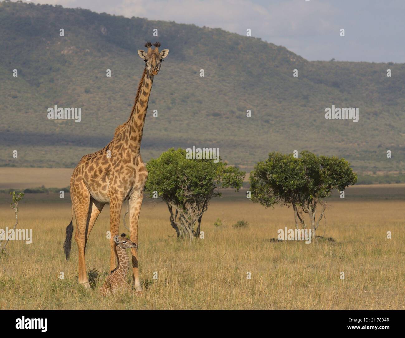 Mutter Giraffe steht wach und wacht über die Babygiraffe, die in der wilden Savanne der masai mara in kenia sitzt Stockfoto