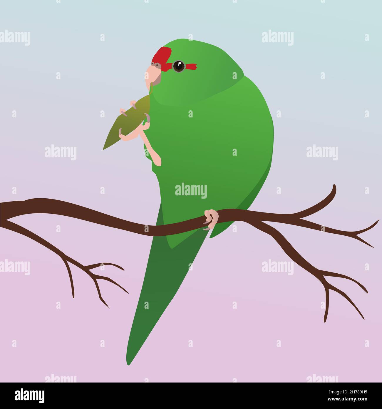 Eine Vektordarstellung eines roten gekrönten Sittichs. Der Vogel ist grün und hat eine rote Stirn. Sie sitzt auf einem Ast und hält ein Blatt mit einem Bein Stock Vektor