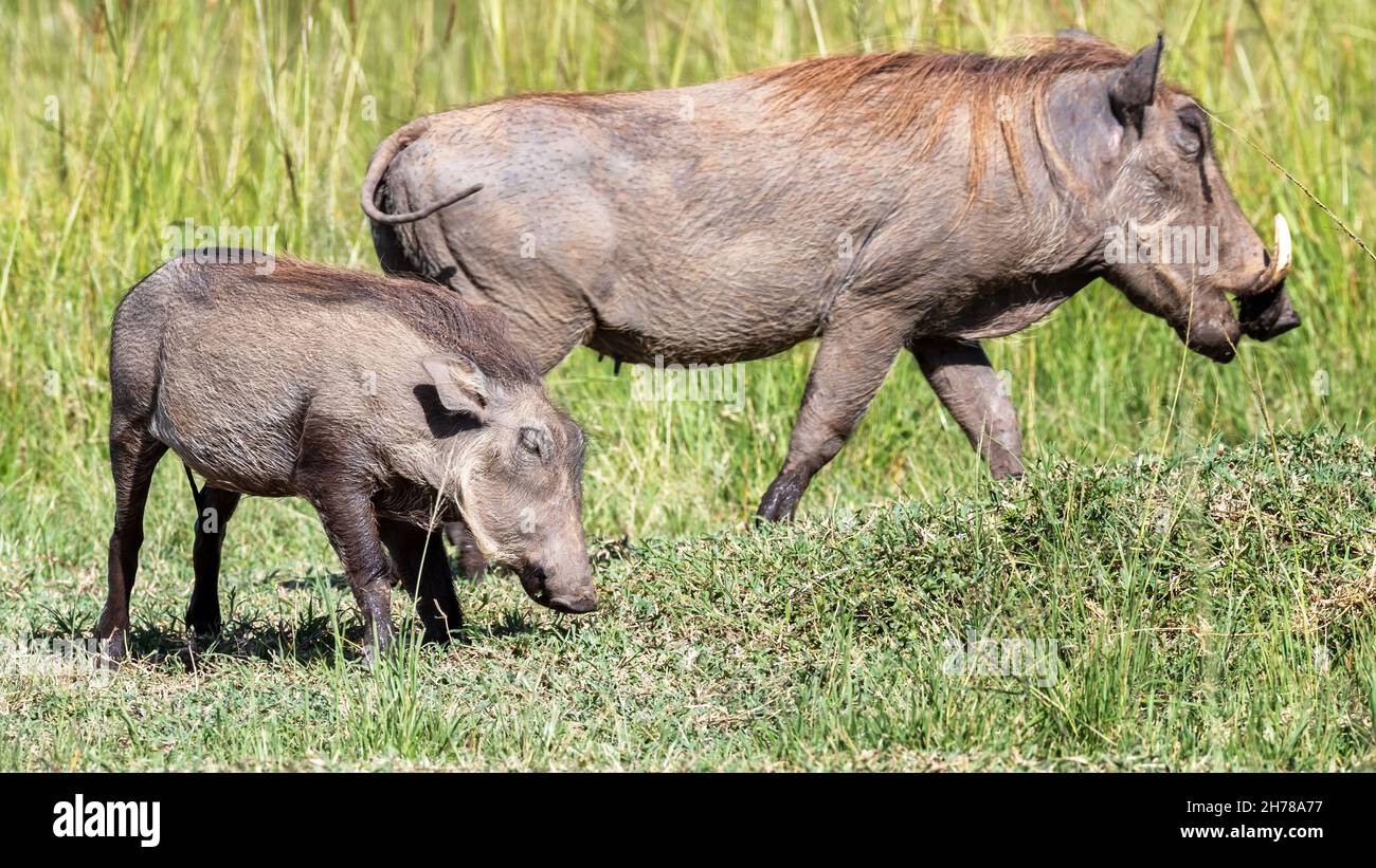 Mutter und Baby Warzenschwein, Phacochoerus africanus, grasen im üppigen Grasland der Masai Mara, Kenia. Selektiver Fokus auf Babywarzenschwein. Stockfoto