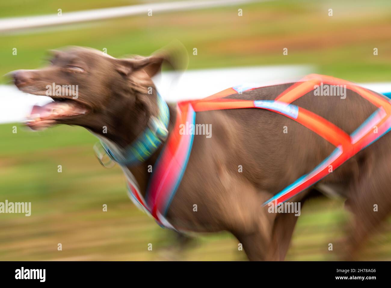 21. November 2021, Nordrhein-Westfalen, Ströhen: Ein Greyhound zieht ein modifiziertes Fahrrad mit einem sogenannten Musher während eines Schlittenhunderennens im Tierpark in Wagenfeld-Ströhen (Kreis Diepholz) zieht ein modifiziertes Fahrrad mit einem sogenannten Musher. 250 Teams nehmen an diesem Wochenende an den Qualifikationsrennen für die Deutsche Meisterschaft Teil. Meisterschaft. Foto: Lino Mirgeler/dpa Quelle: dpa picture Alliance/Alamy Live News Stockfoto