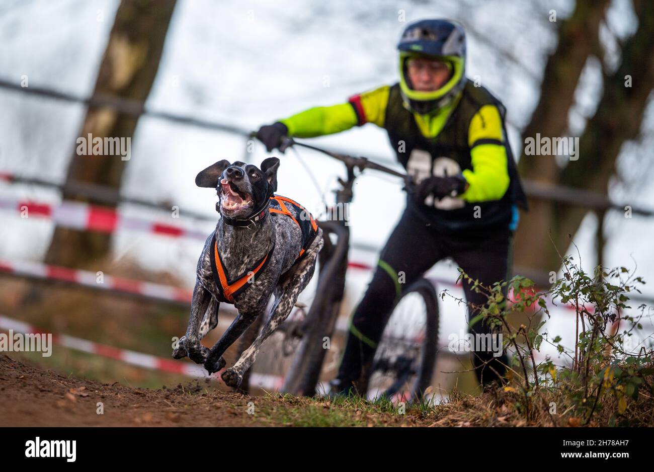 21. November 2021, Nordrhein-Westfalen, Ströhen: Ein Hund zieht ein modifiziertes Fahrrad mit einem sogenannten Musher während eines Schlittenhunderennens im Tierpark in Wagenfeld-Ströhen (Kreis Diepholz) zieht ein modifiziertes Fahrrad mit einem sogenannten Musher. 250 Teams nehmen an diesem Wochenende an den Qualifikationsrennen für die Deutsche Meisterschaft Teil. Meisterschaft. Foto: Lino Mirgeler/dpa Quelle: dpa picture Alliance/Alamy Live News Stockfoto