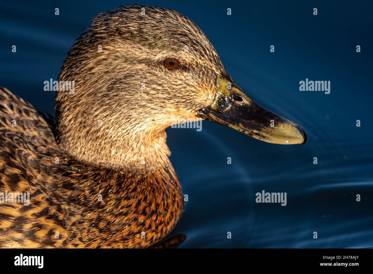 Eine weibliche Stockente, anas platyrhynchos, mit einem sonnenbeschienenen Kopf und im Profil, mit einem Bokeh-Hintergrund. Stockfoto