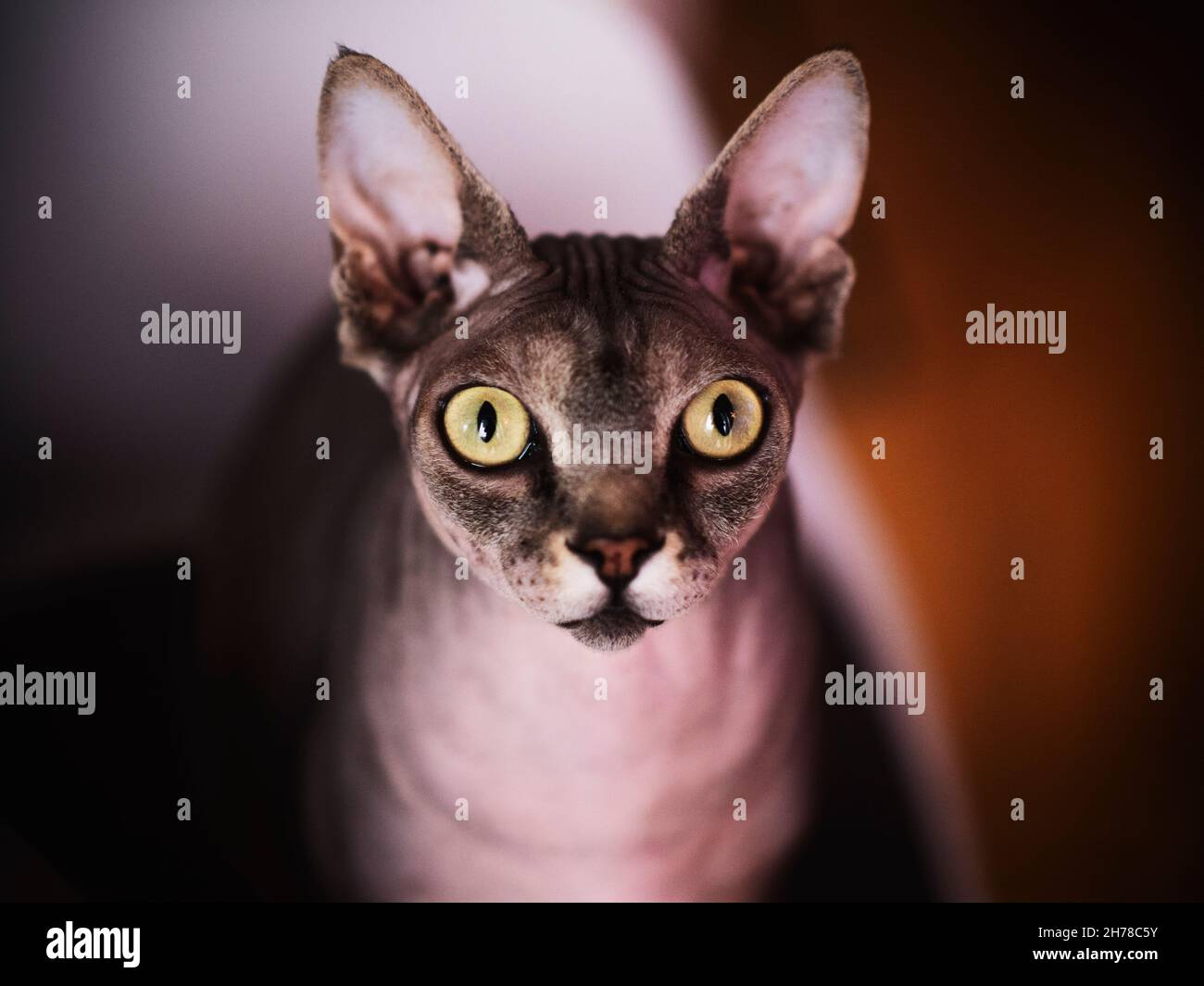 Sphynx Katzen Stockfoto