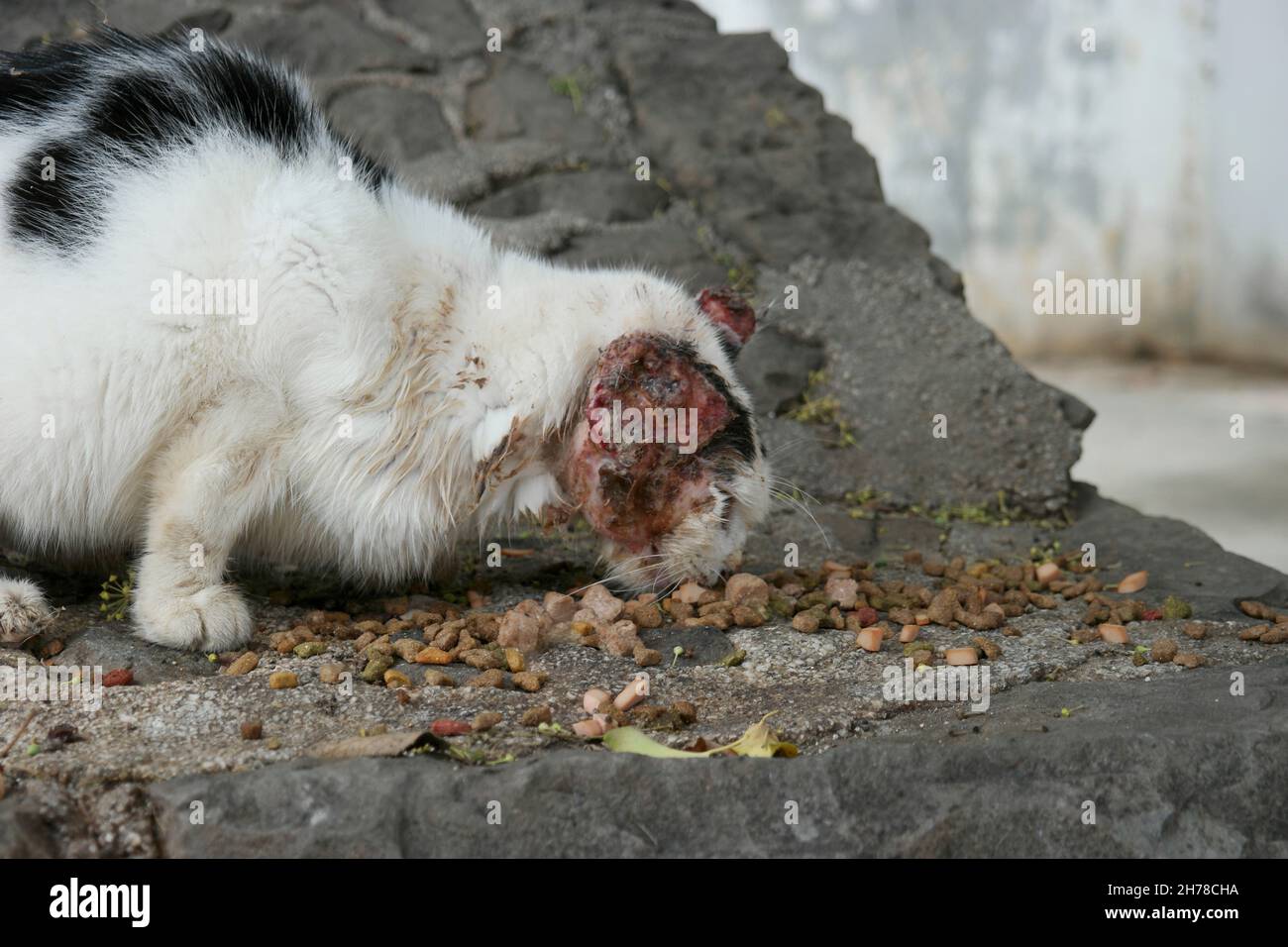Verwundete Katze in Split (Dalmatien, Kroatien) Stockfoto