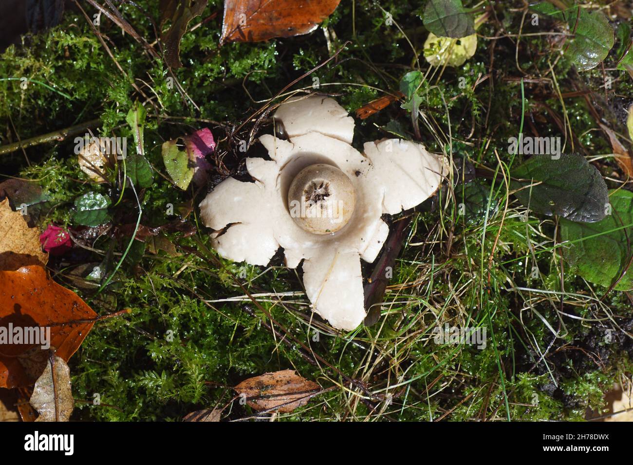 Nahaufnahme von Collar Earthstar, saucered Earthstar, Triple Earthastar (Geastrum Triplex). Familie Geastraceae, Erdsterne. Moos, Blätter. Herbst, Novembe Stockfoto