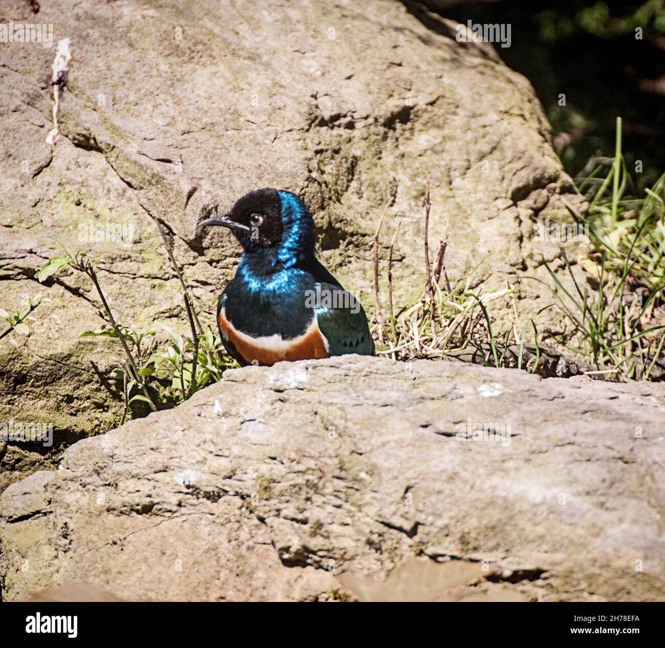 Leuchtend blauer und orangefarbener tropischer Tanager, kleiner fruchtfressender Vogel Stockfoto
