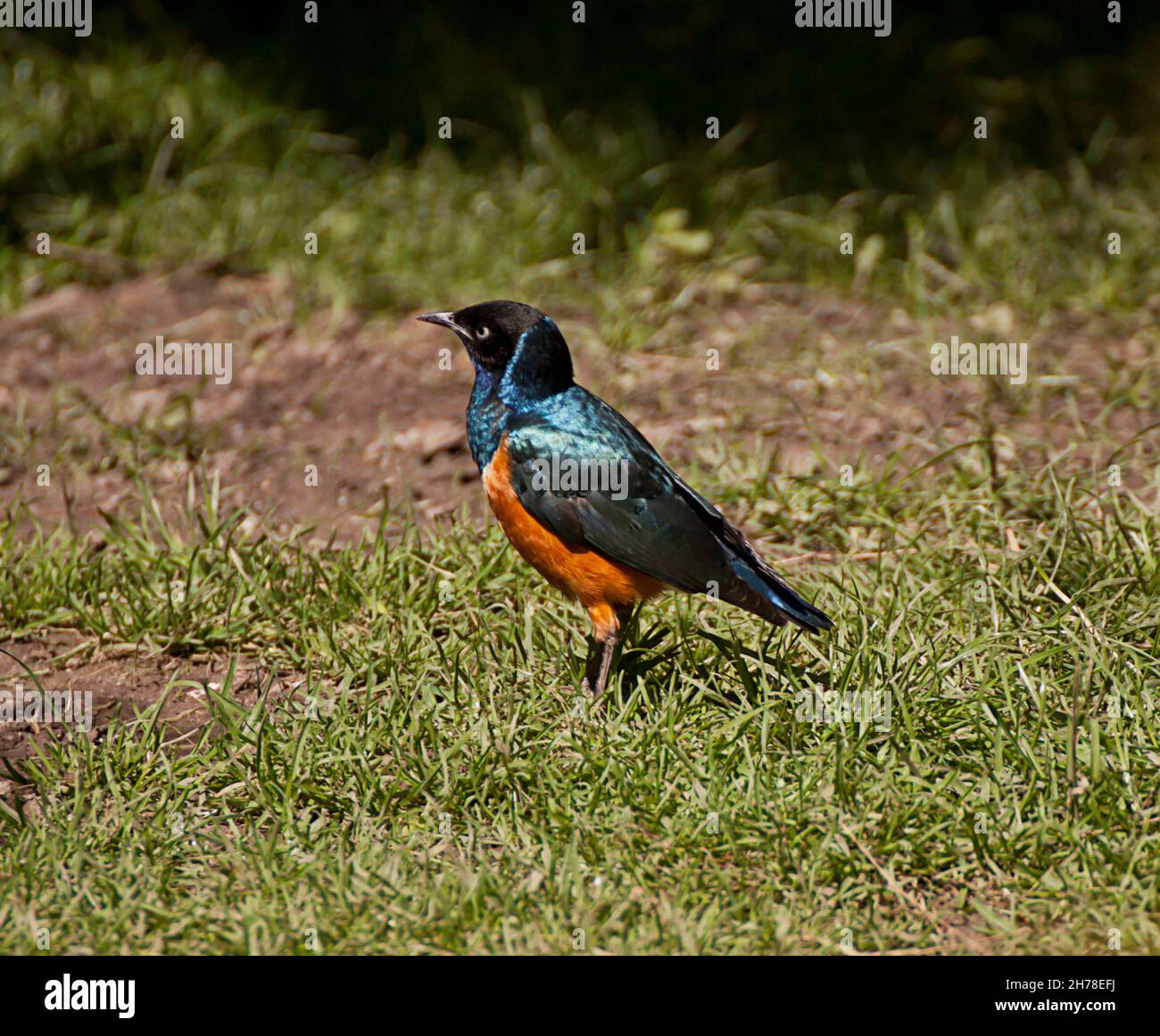 Leuchtend blauer und orangefarbener tropischer Tanager, kleiner fruchtfressender Vogel Stockfoto