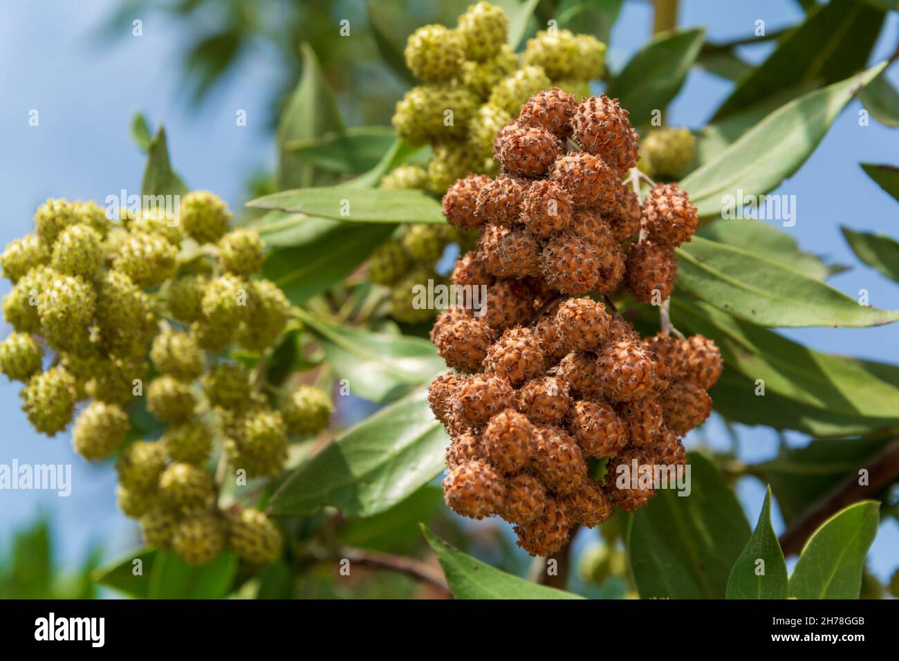 Schnell wachsender Button Mangrove oder Conocarpus erectus Baum mit vielen frischen und gesunden grünen Blättern und Samen Stockfoto