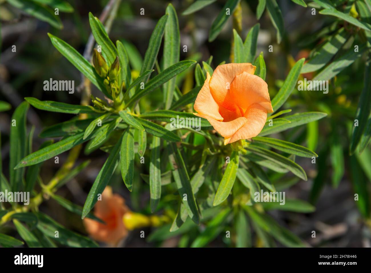 Die schöne Blume von Cascabela thevetia, auch bekannt als Thevetia peruviana oder Fuchsia Oleander, Bienenstille Baum, Luckynut, Orange Oleander, Milchbaum, Stockfoto