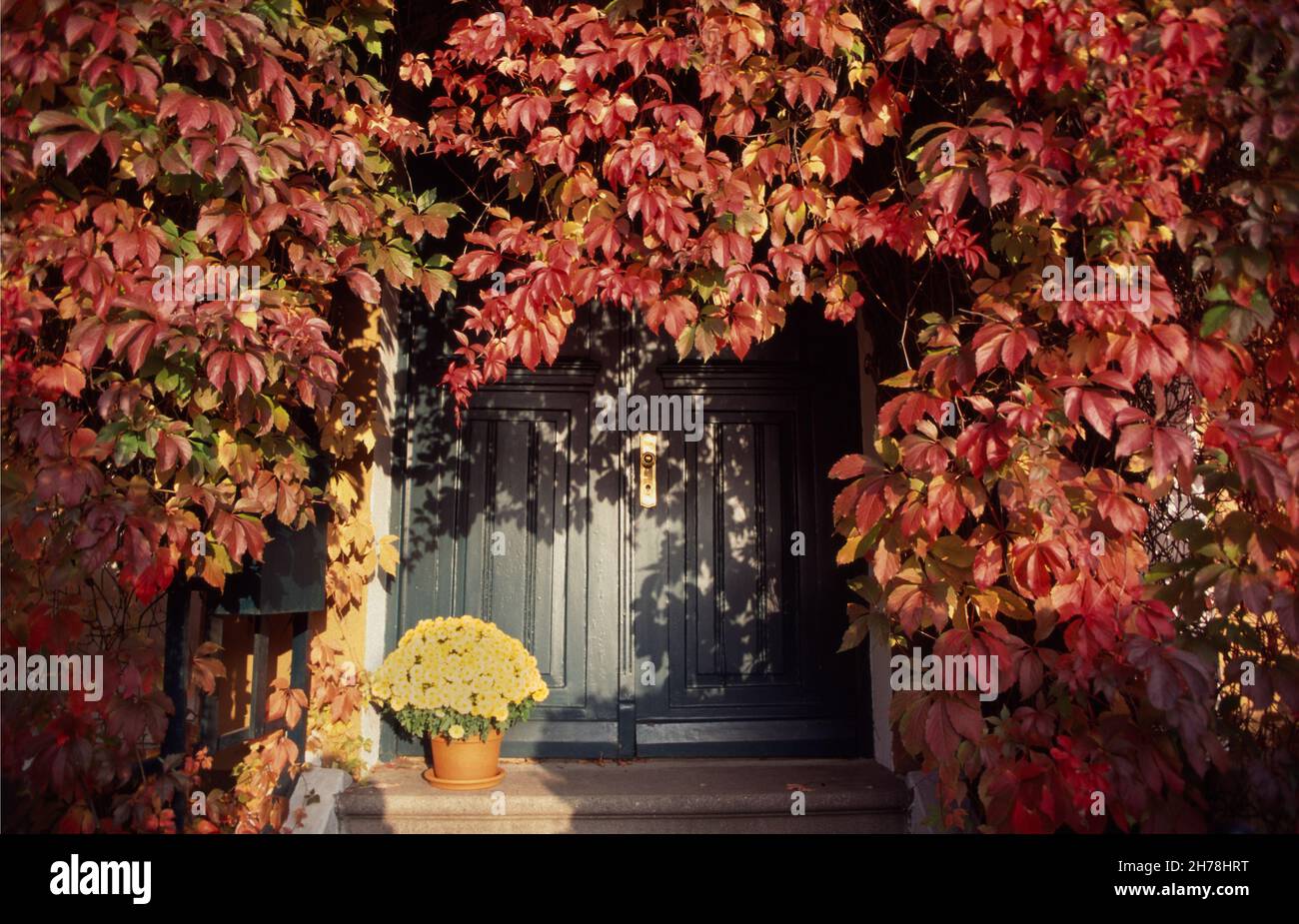 Haustür, Veranda mit Efeu & roten Blättern bedeckt, Stockfoto