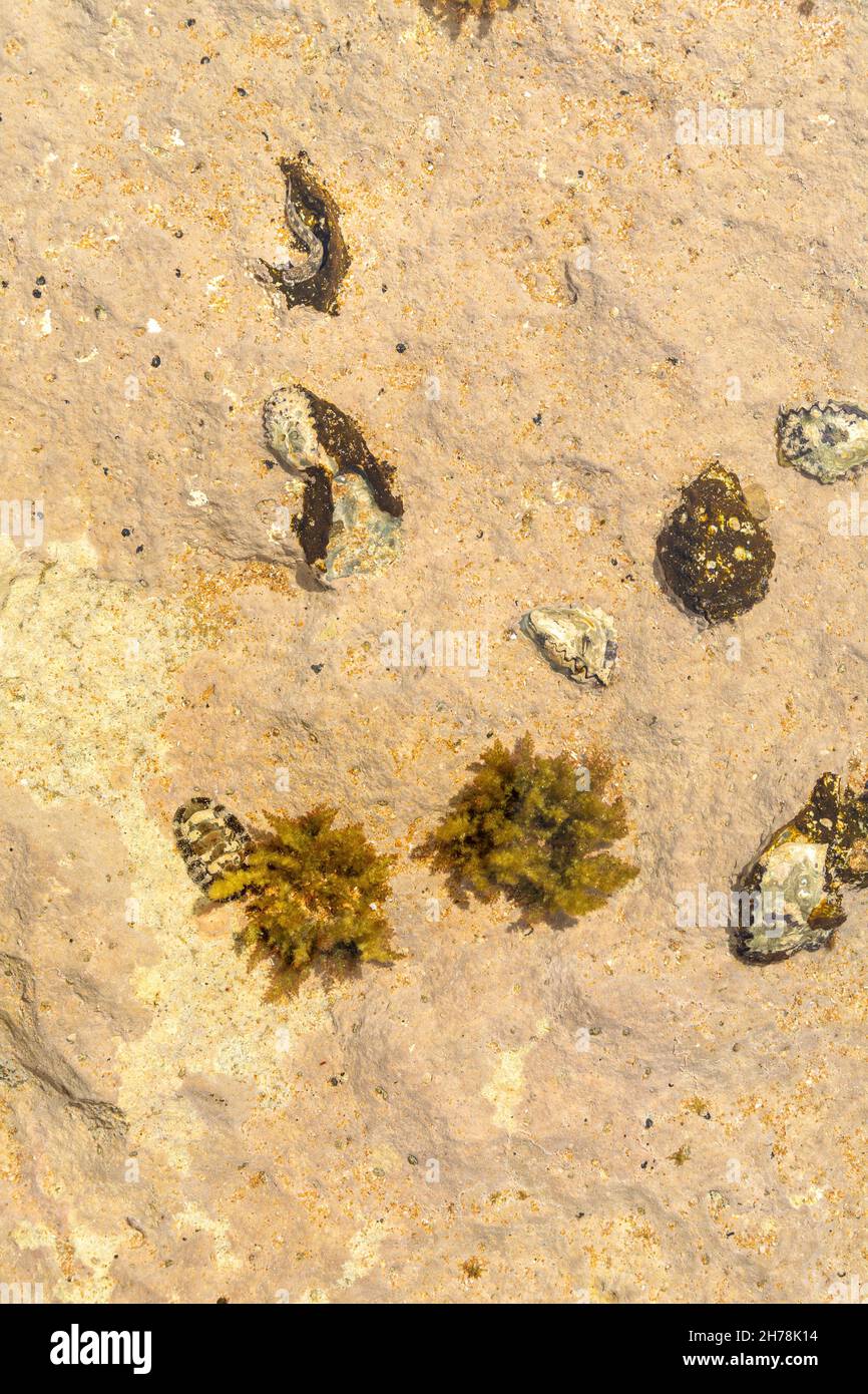 Blick auf die Chitonmuschel und das Oyster-Fossil an der felsigen Küste oder am Felsenpool. Es ist ein marines Weichtier der Klasse Polyplacophora, bekannt als Amphineura, Seekadel Stockfoto