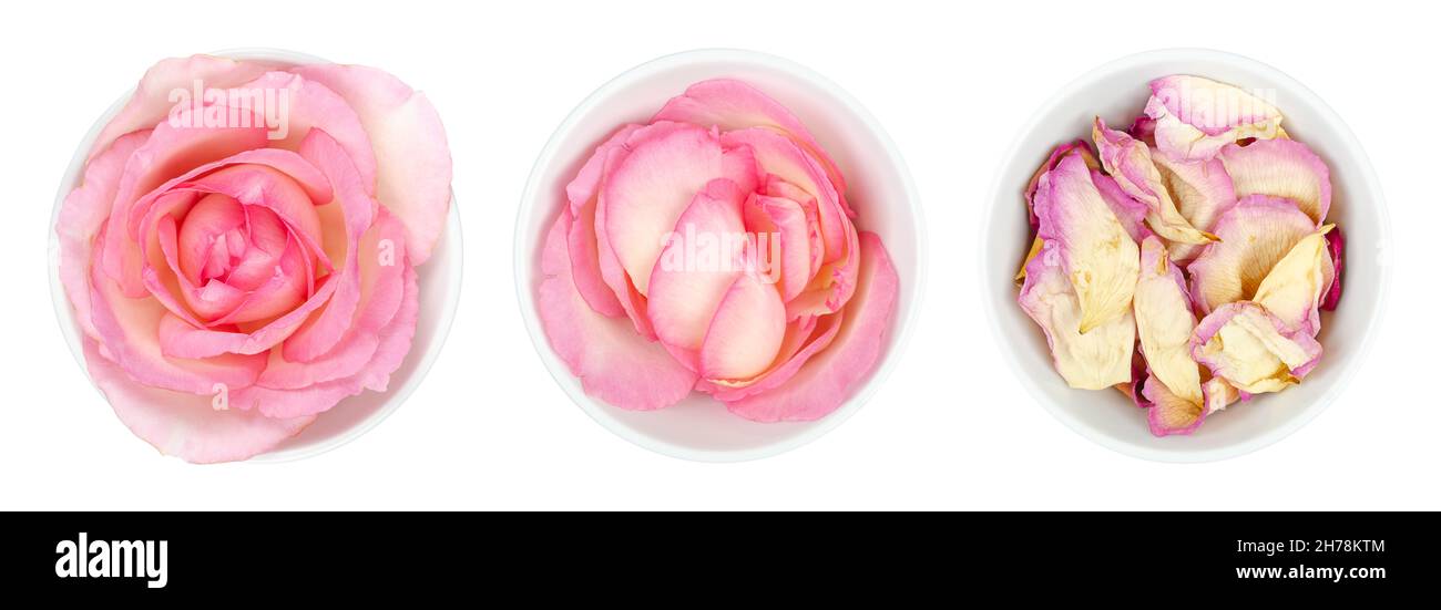 Rosenblüten und Blütenblätter, in weißen Schalen. Frischer, hellrosa Blütenkopf einer Gartenrose und frisch gepflückte und getrocknete Blütenblätter. Stockfoto