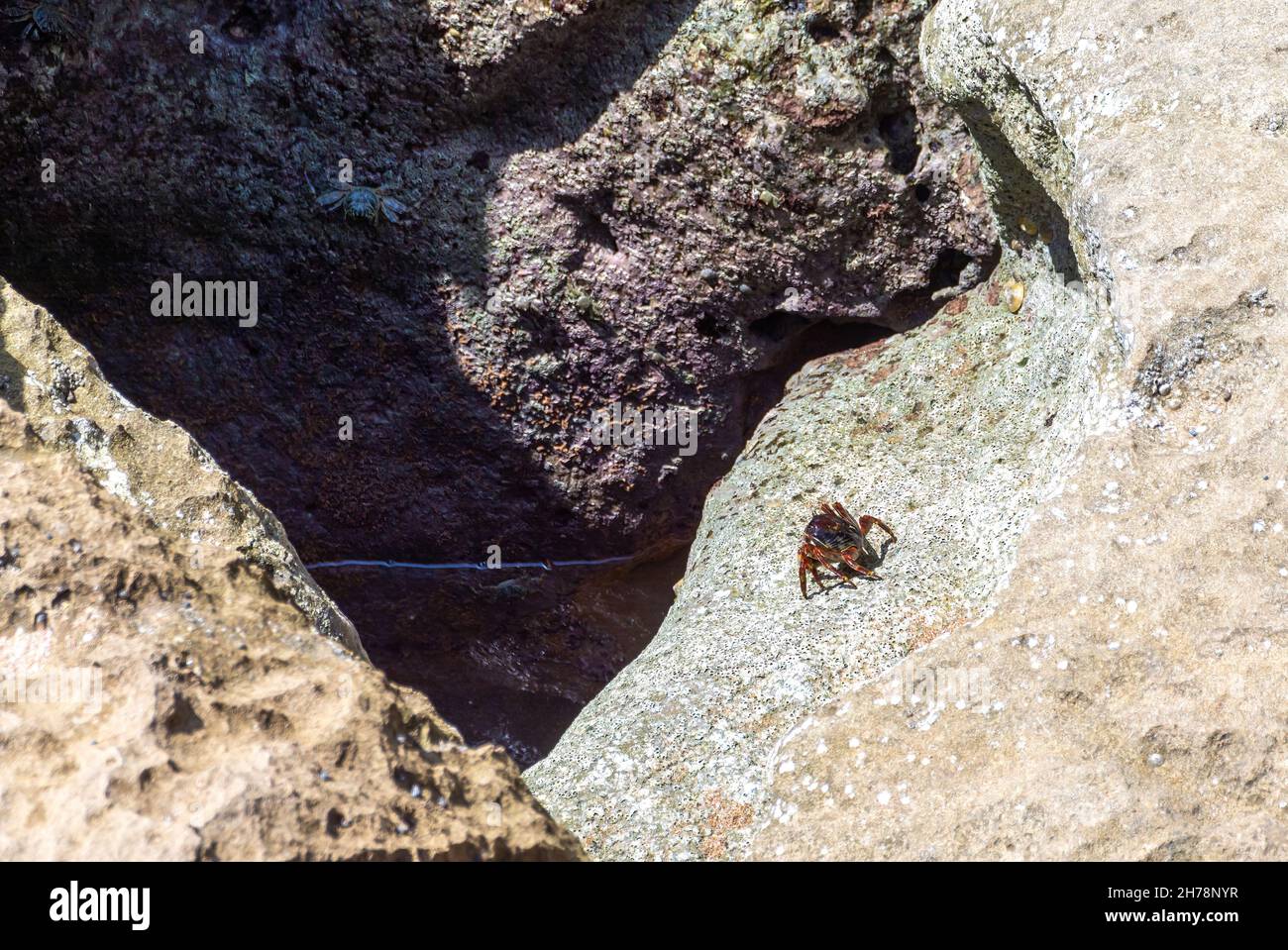 Die lebende Seekrabbe, die am Strand in der Provinz chabahar, iran, auf dem Felsen kriecht Stockfoto