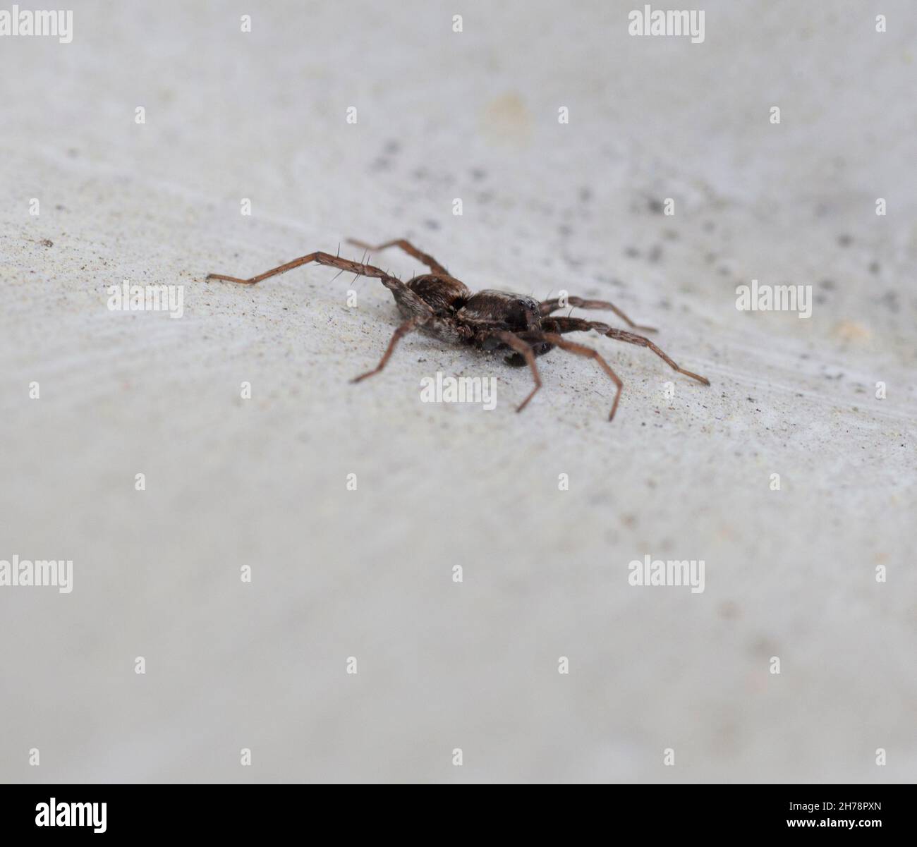 WOLF SPIDER Lycosidae Stockfoto