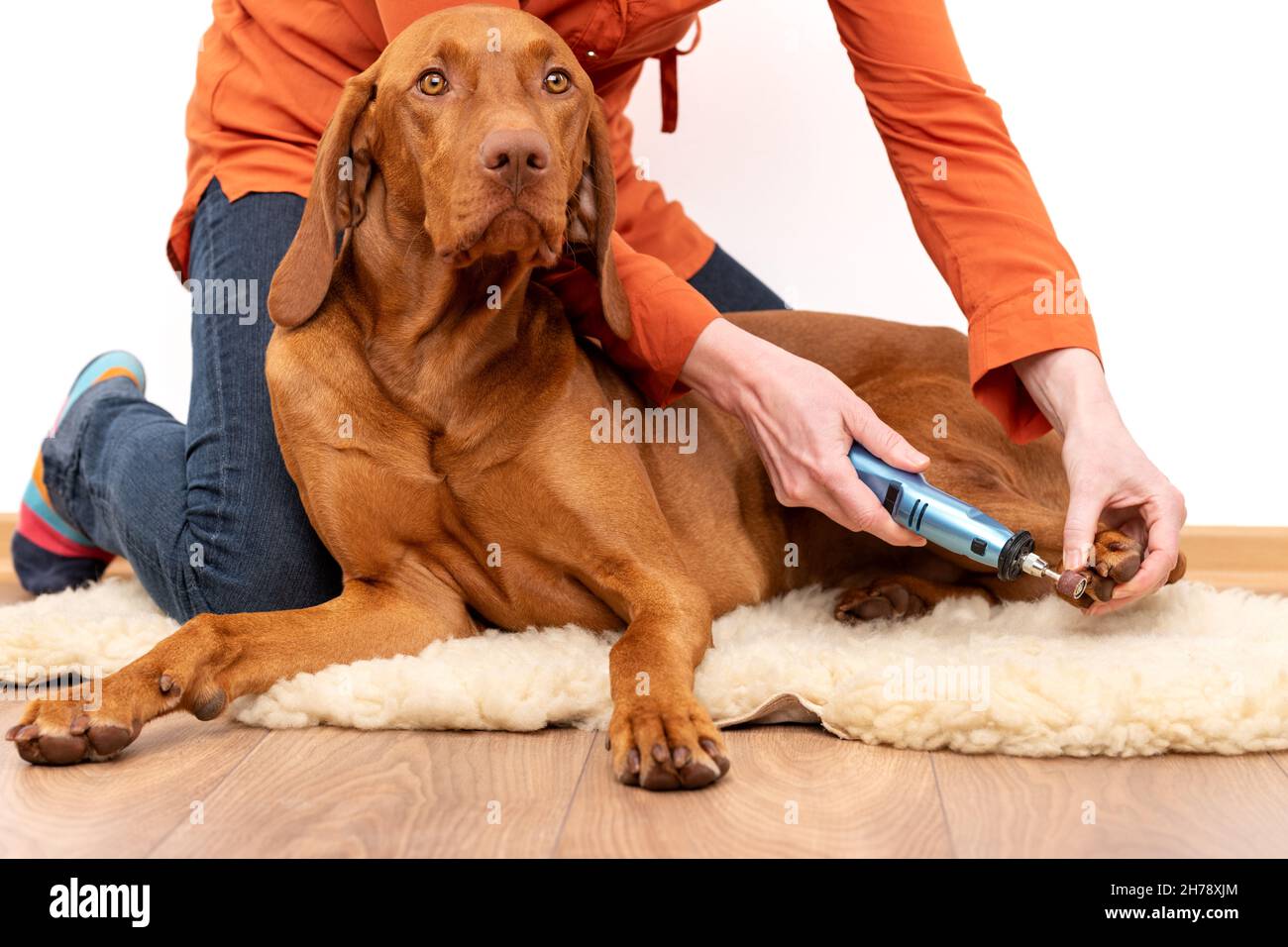 Hundenägel schleifen. Frau einem dremel Hunde Nägel zu kürzen. Tierbesitzer, die Nägel auf vizsla Hund schrempeln Stockfotografie - Alamy