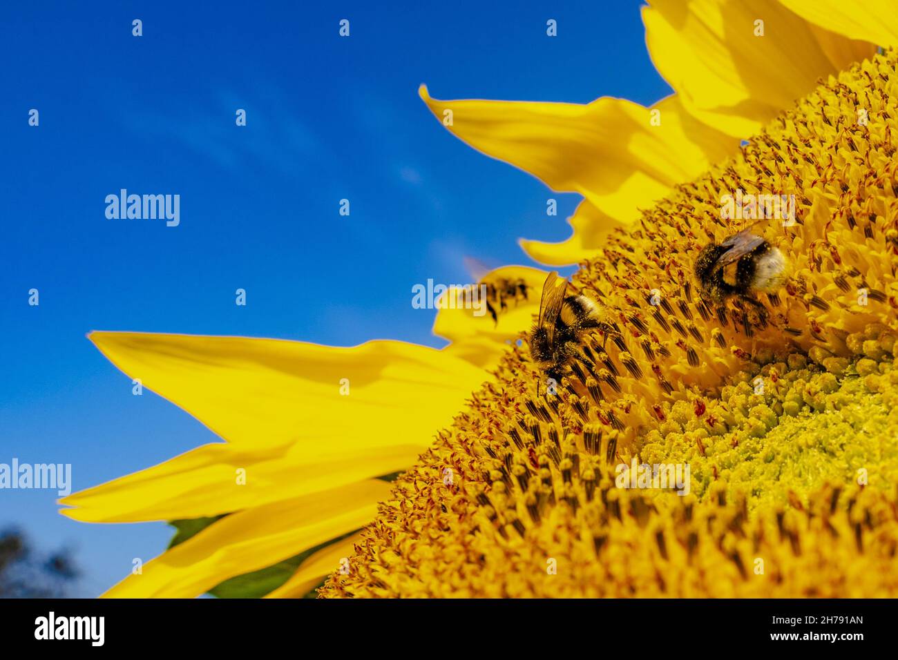 Hummel bestäubt Sonnenblumen-Makrofotografie an einem Sommertag. Im Sommer ist Bombus mit Sonnenblumenpollen bedeckt, Nahaufnahme. Stockfoto