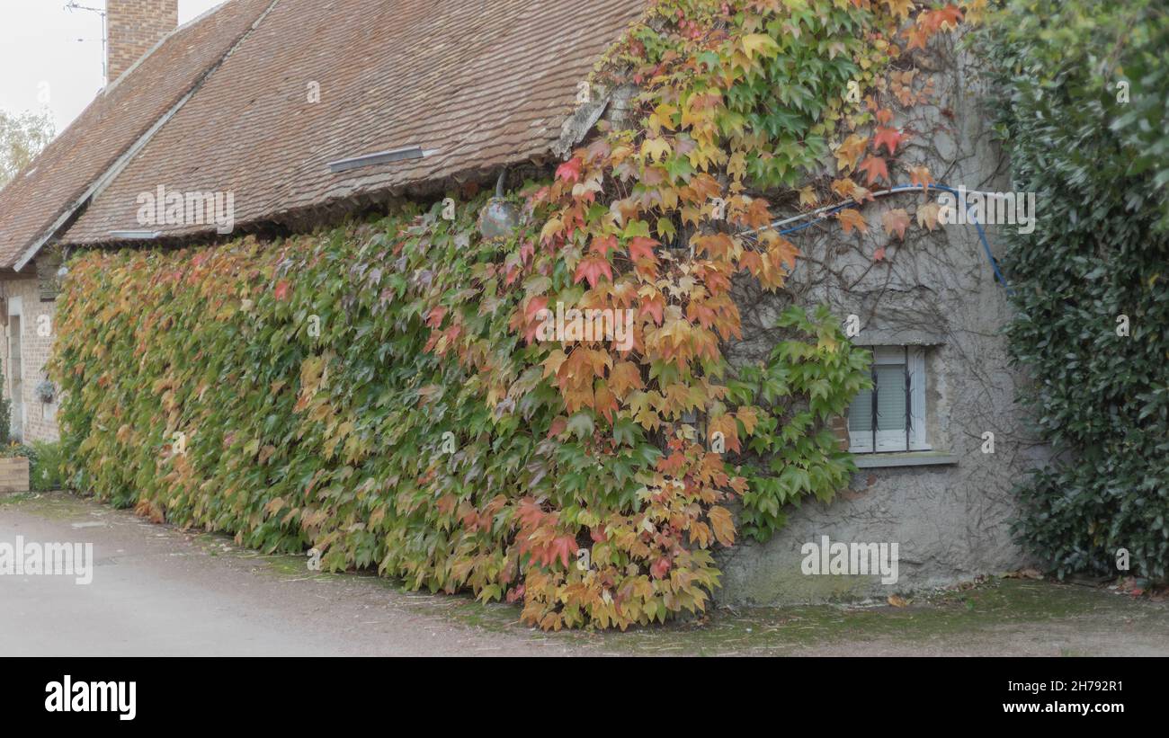 Gebäude mit virigina kriechend wechselnden Farben im Herbst und einem gefliesten niedrigen Dach Stockfoto