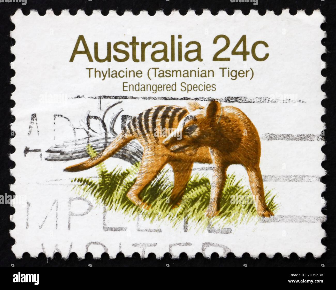 AUSTRALIEN - UM 1981: Eine in Australien gedruckte Marke zeigt Tasmanischer Tiger, Tasmanischer Wolf, Thylacinus Cynocepalus, ausgestorbenes Tier, um 1981 Stockfoto