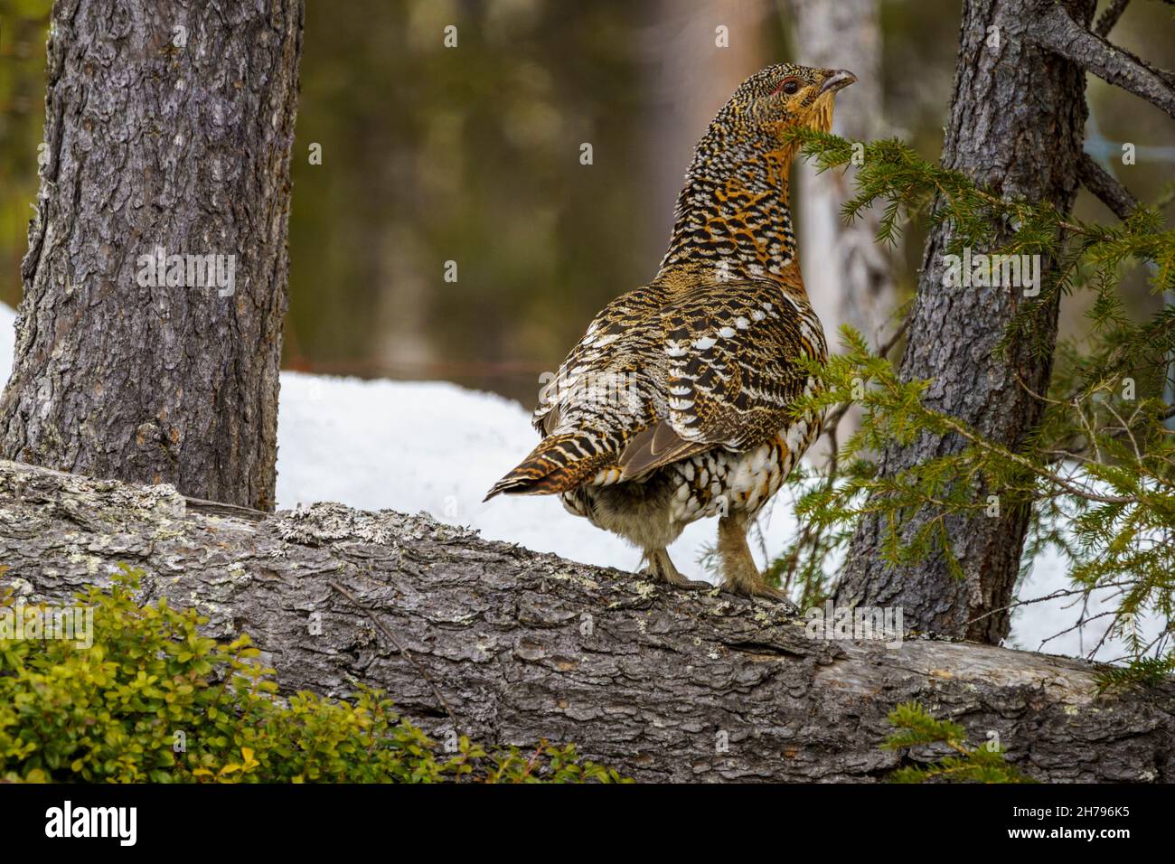 Weibliche Auerhahn, Tetrao urogallus auf einem Baumstamm im Wald mit Schnee auf dem Boden, Stora sjöfallet nationalpark, Schwedisch Laplan Stockfoto