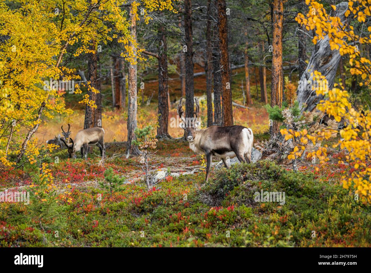 Rentiere, Rangifer tarandus im Wald stehend in der Herbstsaison, Blick in die Kamera, Stora sjöfallet Nationalpark, Gällivare County, Schwedisch L Stockfoto