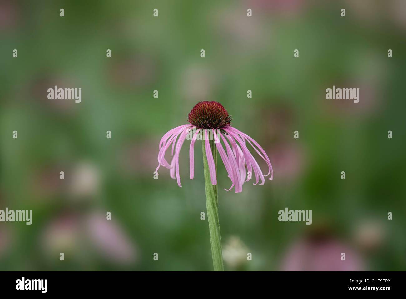 Nahaufnahme der Blüte von Echinacea pallida im Sommer Stockfoto
