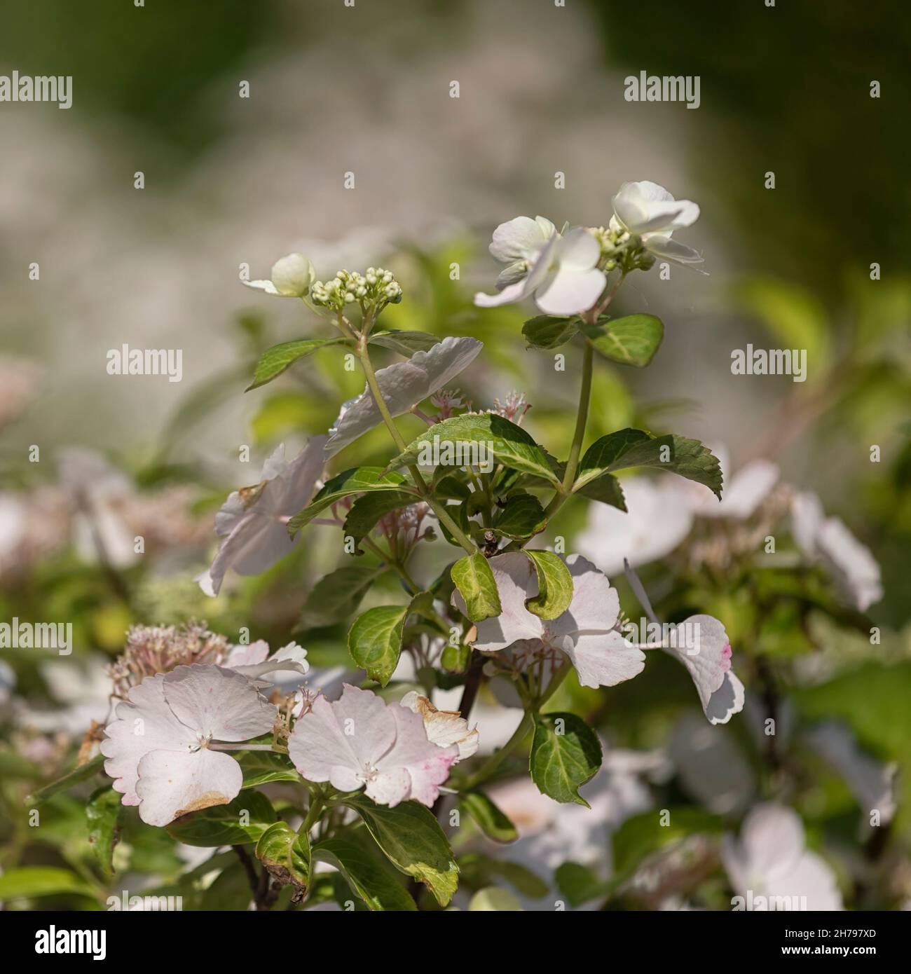 Blumen der Hydrangea 'Runaway Bride' im Sommer in einem Garten Stockfoto