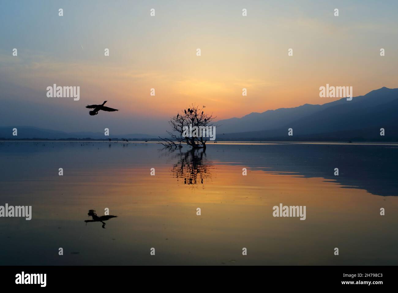 Sonnenuntergang am Kerkini-See in Zentralmakedonien, Griechenland, aufgenommen von einem Boot auf dem See, zeigt Kormorane, die auf einem toten Baum sitzen Stockfoto