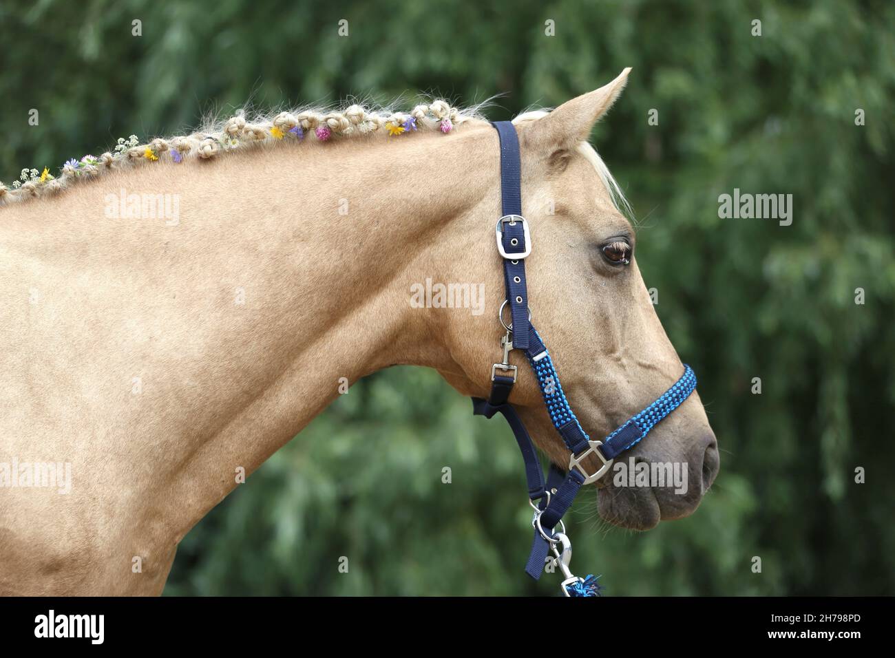 Die Nahaufnahme der handgeflochtenen Mähne umfasst Blumen eines hellbraunen Pferdes mit einer blonden Mähne. Schönes reinrasstes Pferd mit einer geflochtenen Mähne im Summ Stockfoto