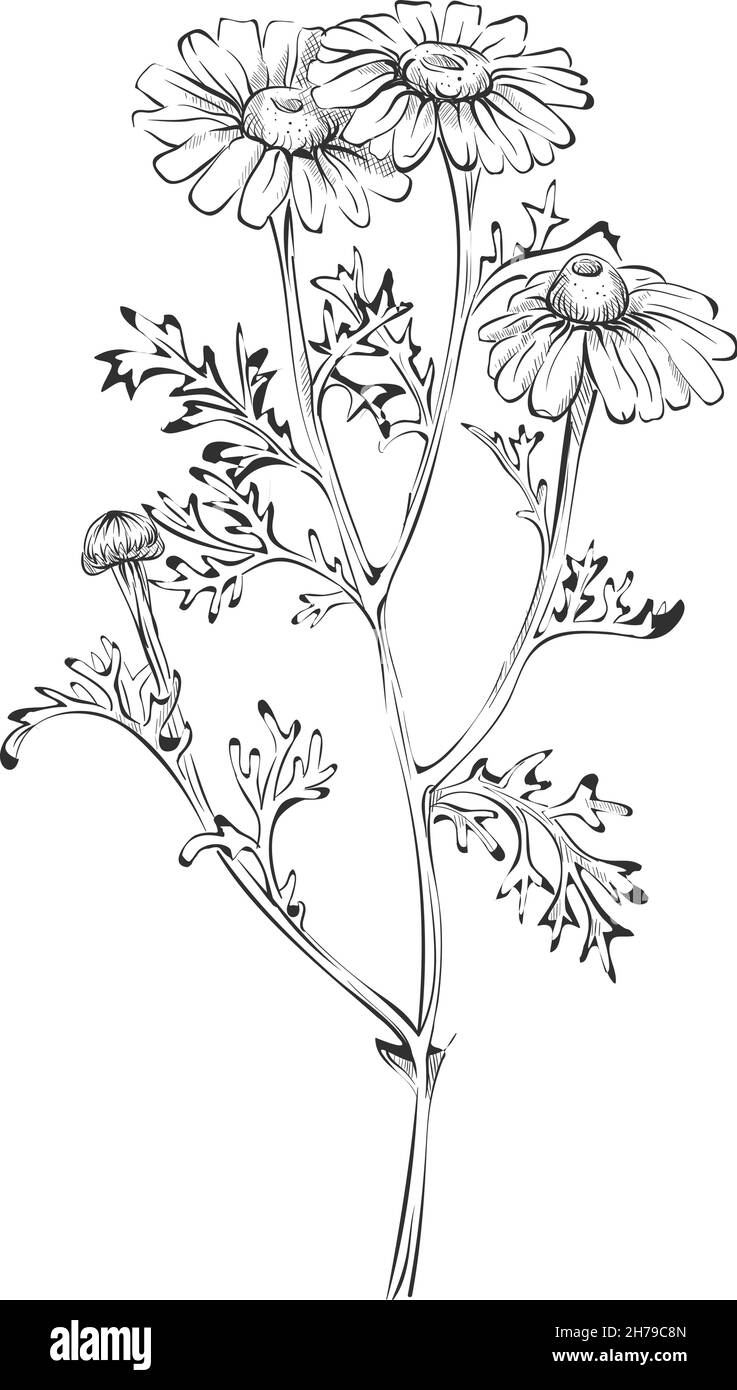 Blumendarstellung im retro handgezeichneten Stil. Botanische Skizze der Kamille Stock Vektor