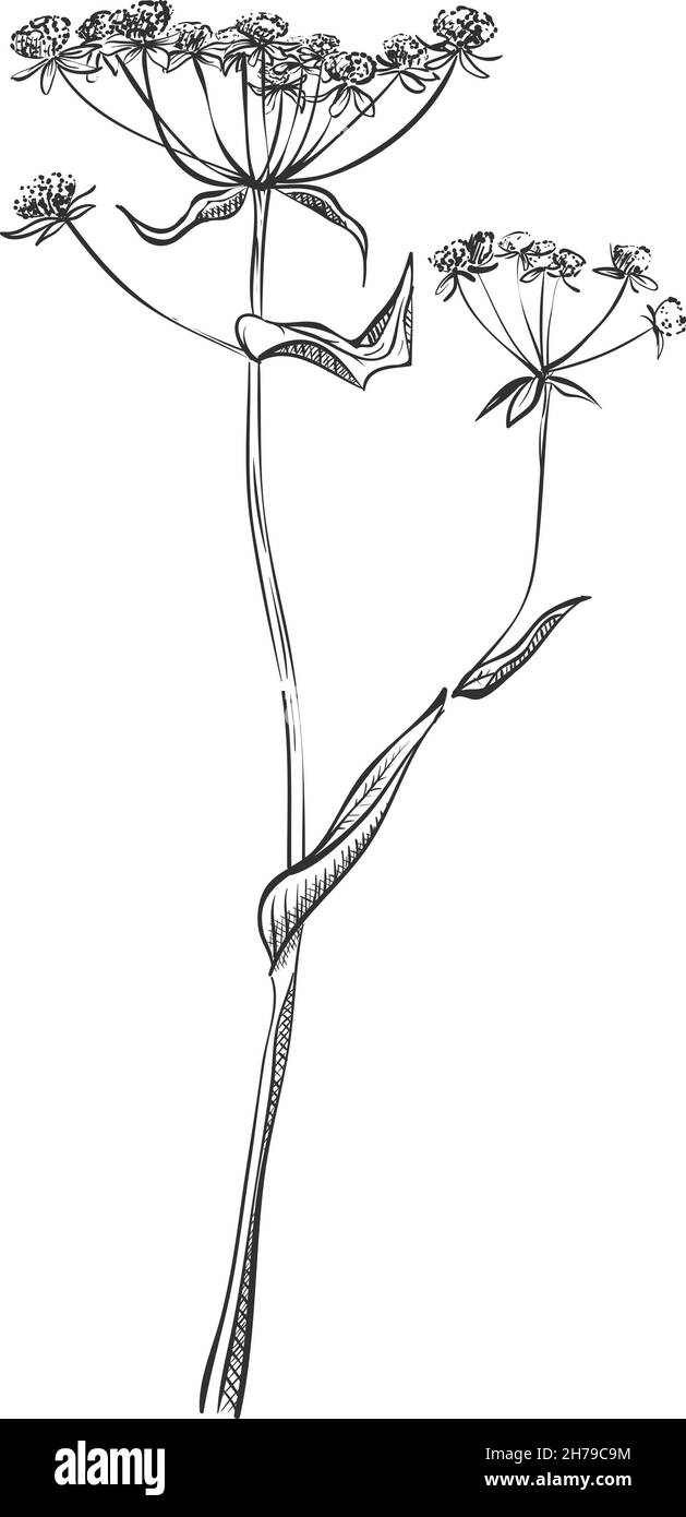 Johanniskraut-Pflanze. Von Hand gezeichnete Hypericum Blume Stock Vektor