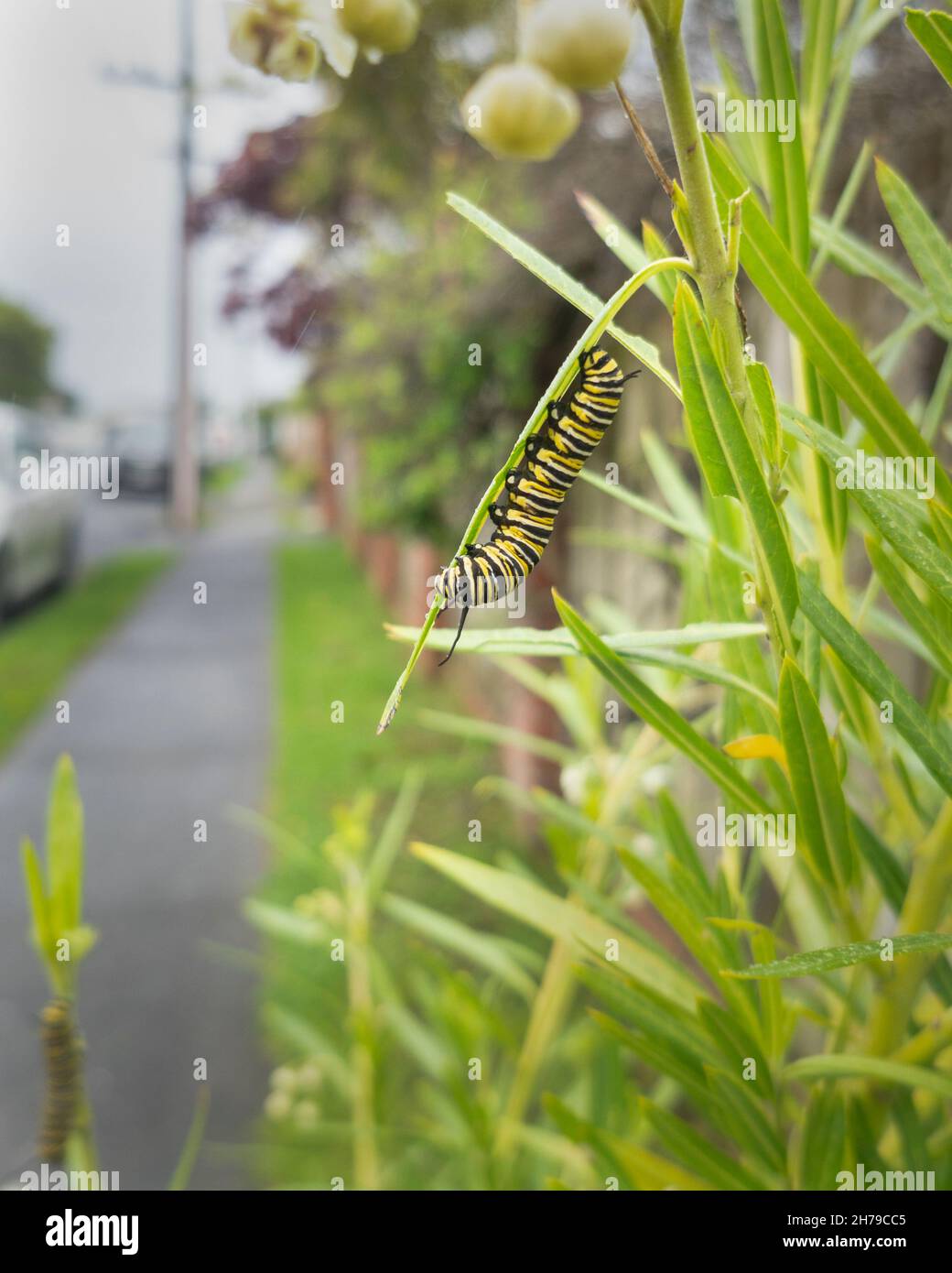 Monarch Schmetterling Raupe Fütterung von Milchkrautblatt wächst entlang der Fußgängerweg. Vertikales Format. Stockfoto