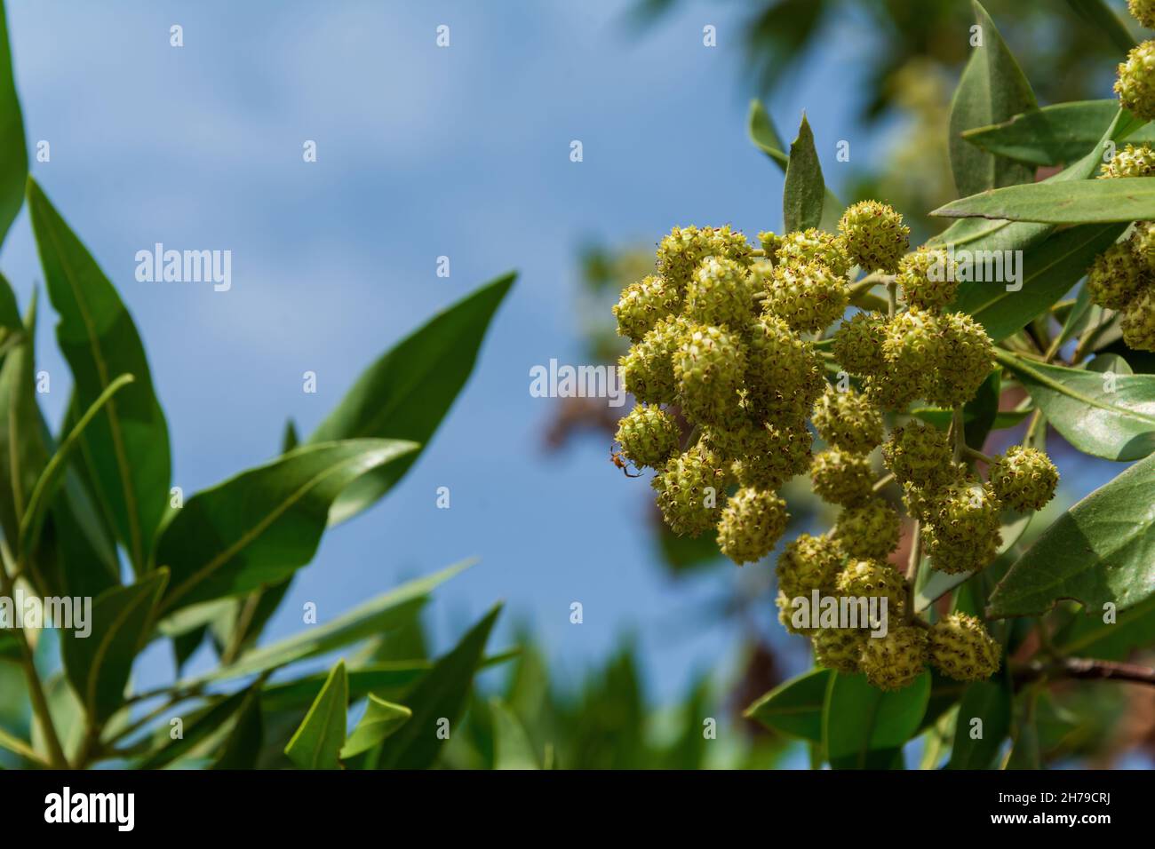 Schnell wachsender Button Mangrove oder Conocarpus erectus Baum mit vielen frischen und gesunden grünen Blättern und Samen Stockfoto
