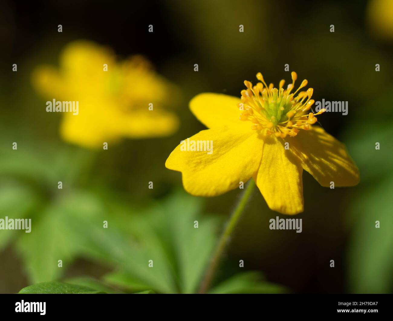 Gelbe anemone Stockfoto