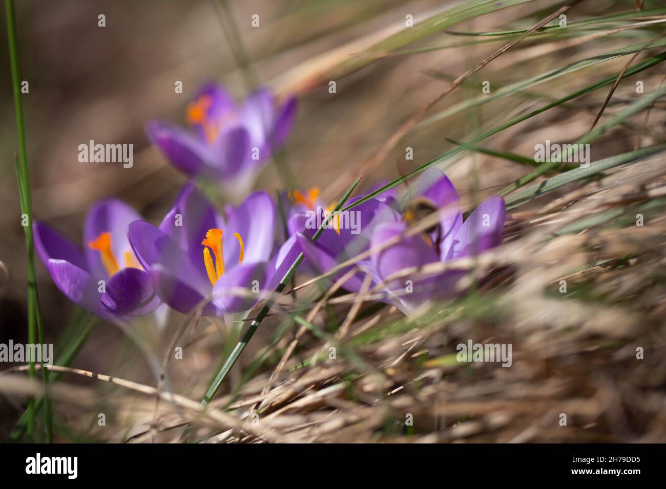 Blauer Krokus im Gras Stockfoto