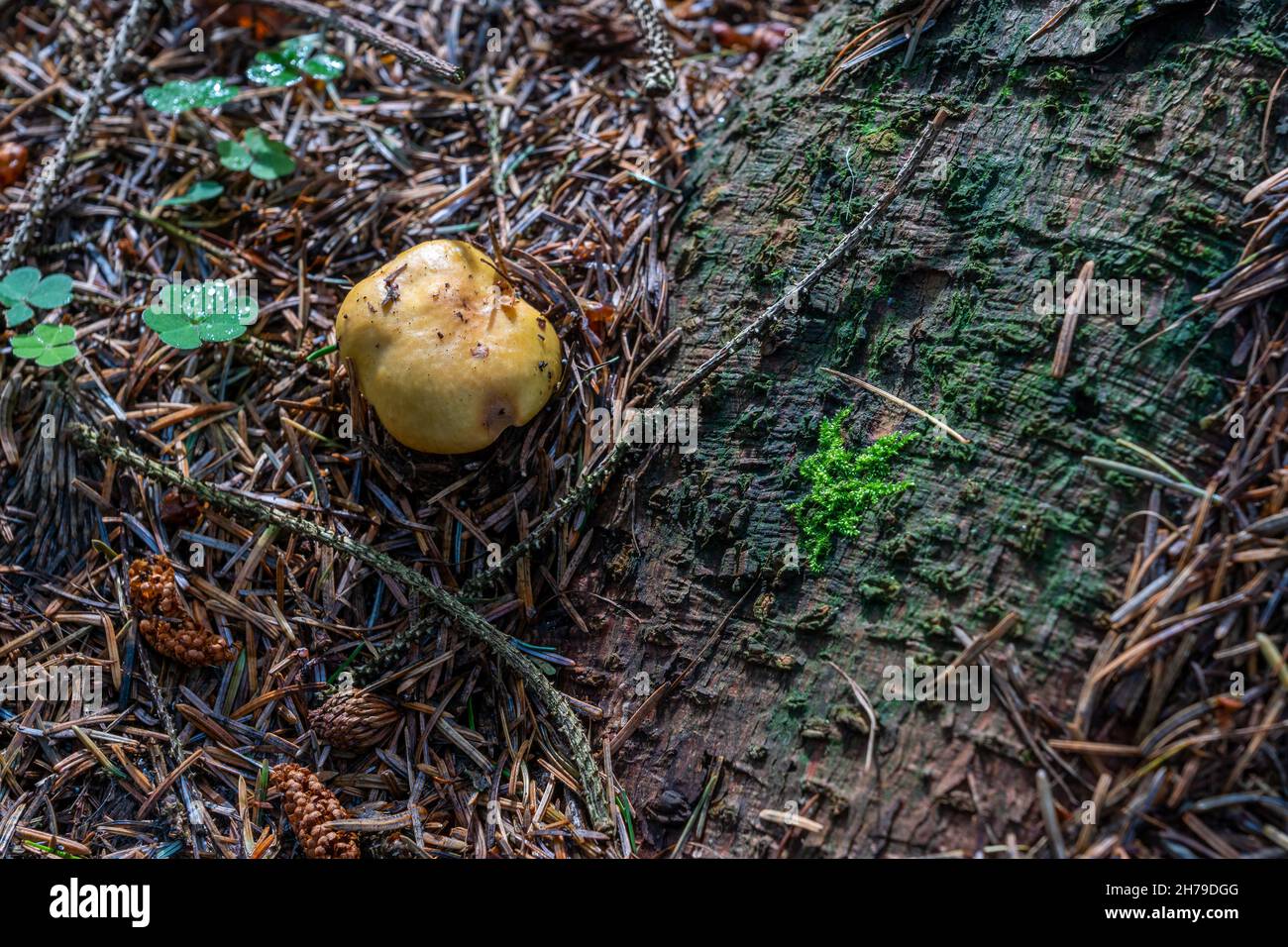 Gewöhnlicher Gelber Russula junger Pilz. Stockfoto