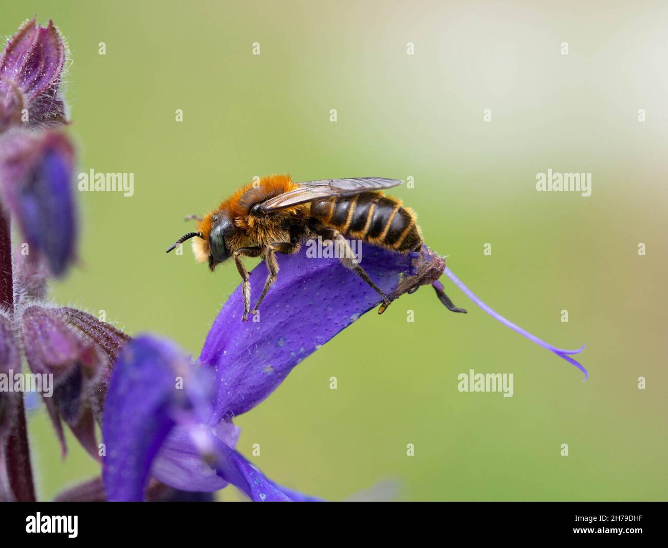 Andrena bicolor Stockfoto