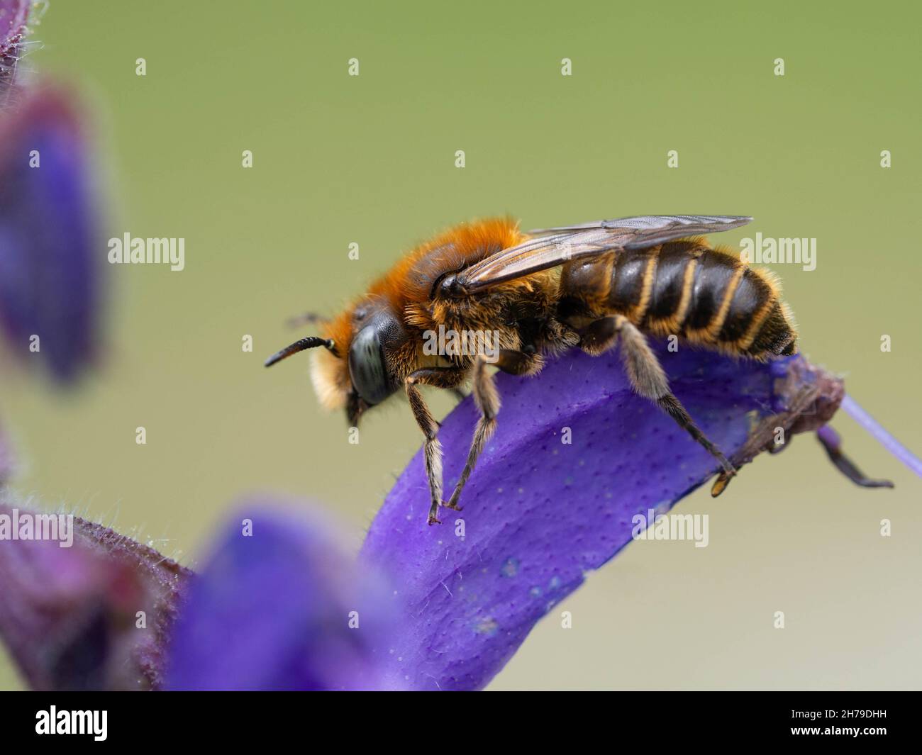 Andrena bicolor Stockfoto