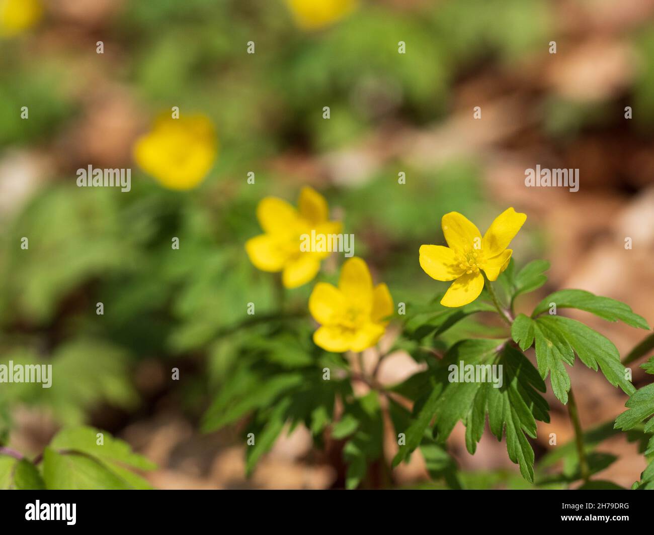 Anemonoides ranunculoides, gelbes Anemon Stockfoto