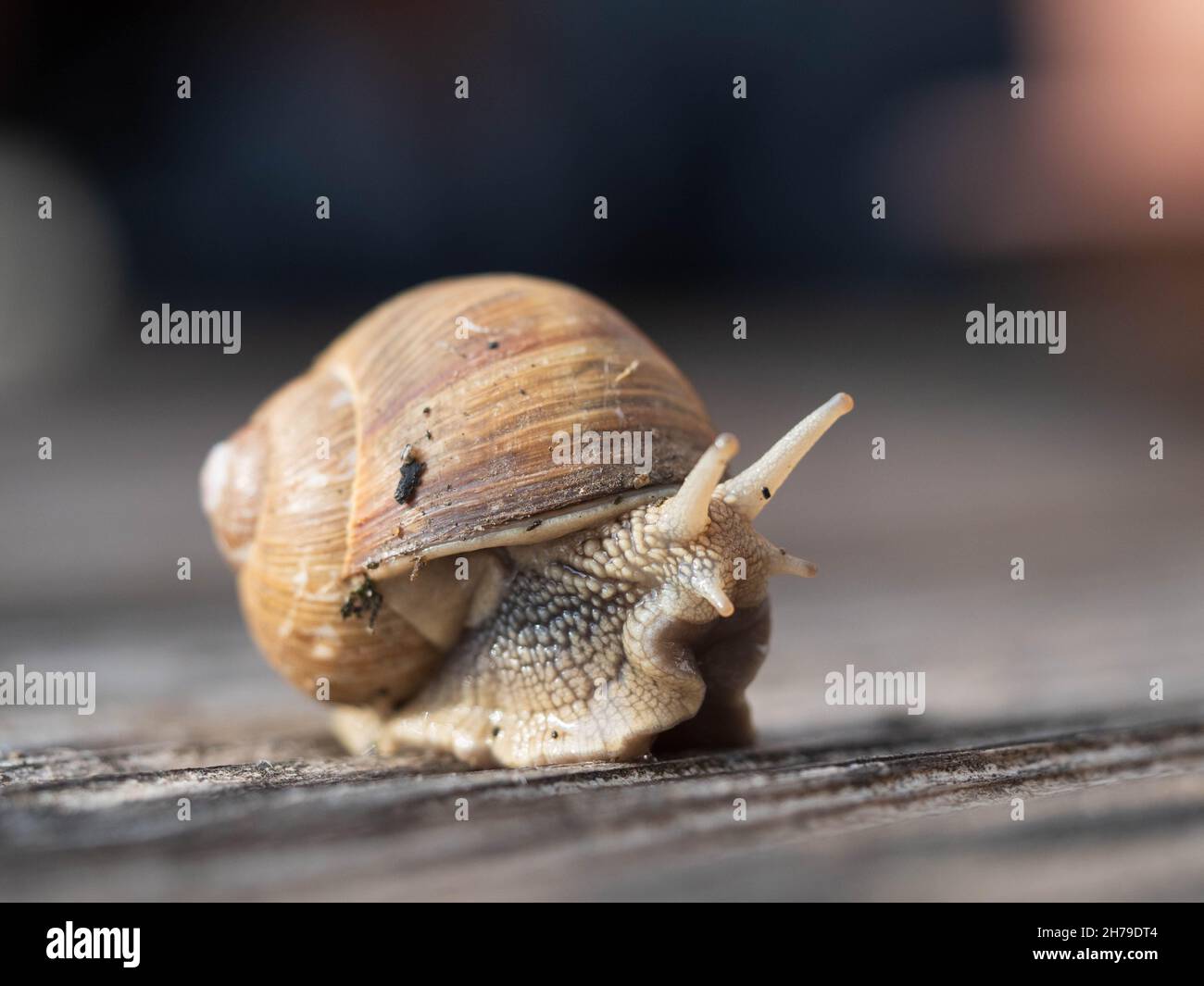Helix pomatia, römische Schnecke, Burgunder Schnecke, essbare Schnecke oder Escargot Stockfoto