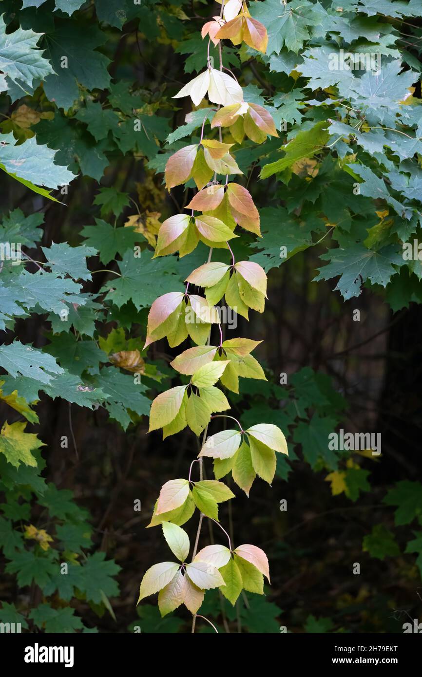 Schleichende Pflanze mit Herbstblättern im Wald. Stockfoto