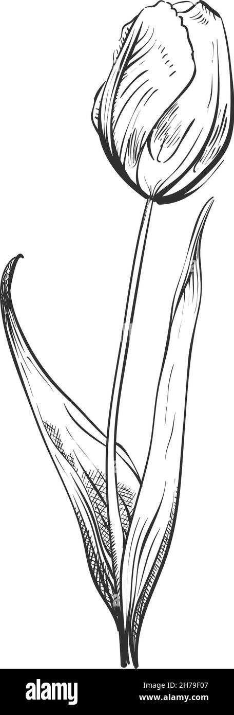 Alte Kräuterblume. Tulip botanische Illustration im schwarzen Linienstil Stock Vektor