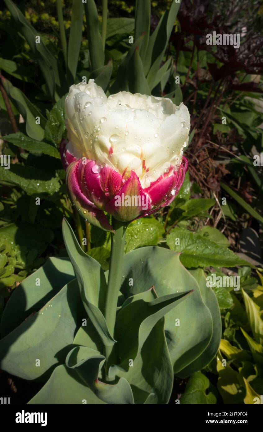 Die ungewöhnliche Blüte einer Eiscreme-Tulpe mit einer doppelt cremefarbenen Blüte auf einem roten Blütenblatt-„Kegel“. Stockfoto