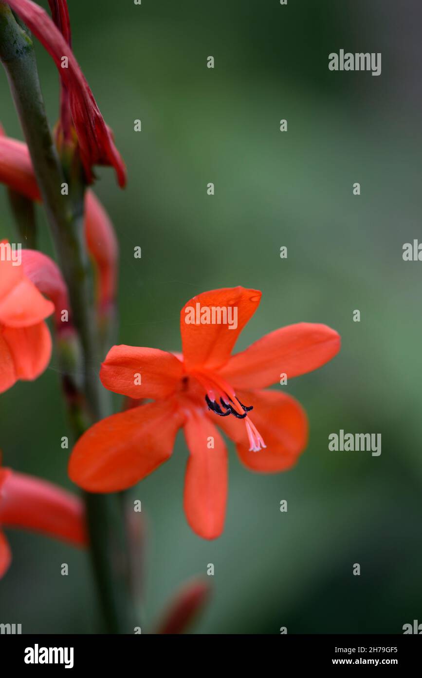 Watsonia Mount Congreve Coral, Seerose, Orange, Blume, Blumen, Dornen, Stacheln, mehrjährige, RM Floral Stockfoto