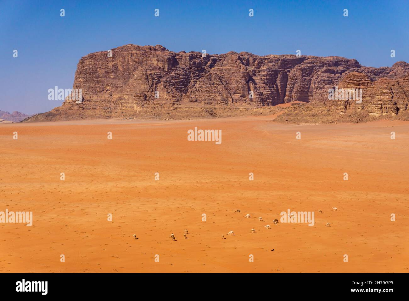 Kamelherde in der Wadi Rum Wüste in Jordanien Stockfoto