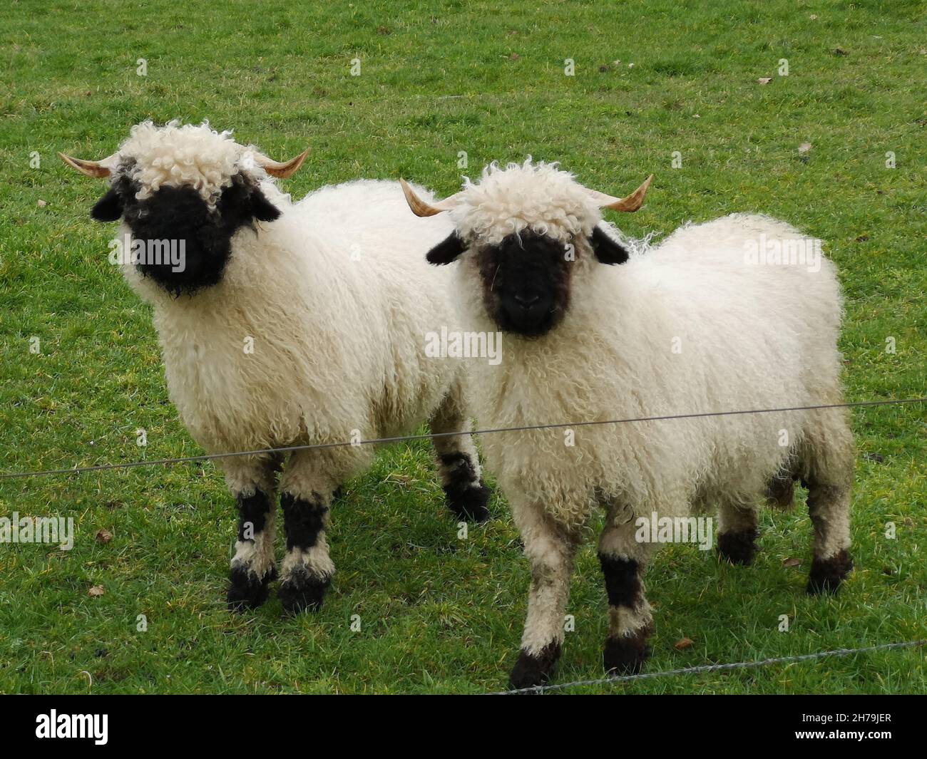 Zwei weiße Schafe mit schwarzem Schnabel, Nase und Ohren. Walliser Schwarznase. Schwarze Nase Schafe. Stockfoto