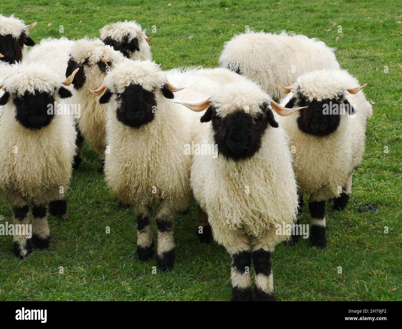 Eine Herde weißer Schafe mit schwarzem Schnabel, Nase und Ohren. Walliser Schwarznase. Schwarze Nase Schafe. Stockfoto